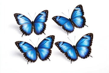 Poster - Group of blue butterflies perched on a white surface