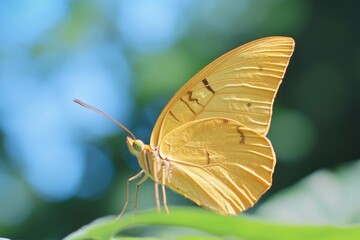 Sticker - A detailed view of a butterfly perched on a leaf, highlighting its delicate features and the natural surroundings