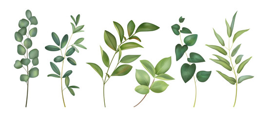 Watercolor leaves. Flower leaf, watercolour green plant branch or tree foliage. Vintage forest painting. Eucalyptus and olive. Decorative botanical landscape vector isolated illustration