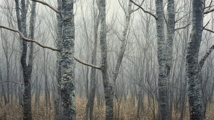 Poster - trees in the forest