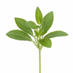 Wall Mural - Dittander herb isolated on white background