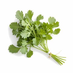 Wall Mural - Coriander Vietnamese plant with leaves isolated on white