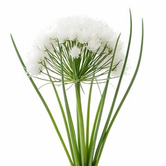 Wall Mural - Chives white herb with leaves isolated on white