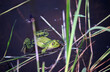 © sanek70974 - A frog swims in a pond