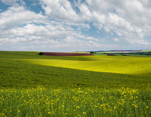 Wall Mural - spring evening view with rapeseed yellow blooming fields in sunlight with cloud shadows. natural sea
