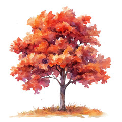 a watercolor clipart of a maple tree, isolated on a white background. maple vector.