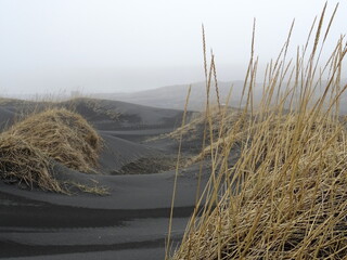 wild grass in a black sand dunes in iceland near Vestrahorn, in the cloudy weather