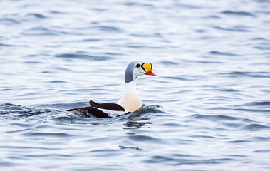 king eider on the sea