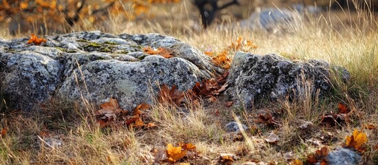 Poster - serene rocky landscape with vibrant grass and dry leaves providing empty space for text and reflecti