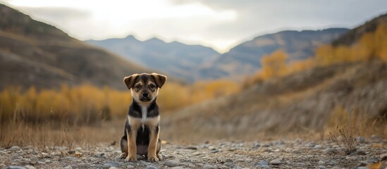 Poster - Adorable puppy sitting in scenic autumn landscape with mountains and colorful foliage ideal for text overlay or promotional content