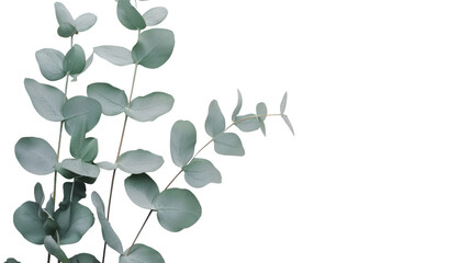 Wall Mural - Fresh eucalyptus sprig with soft green leaves, isolated on white background 