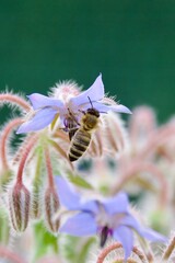 Canvas Print - A wild bee clinging to a delicate blue borage flower, collecting pollen, surrounded by soft green foliage and fuzzy buds, emphasizing its role in pollination.