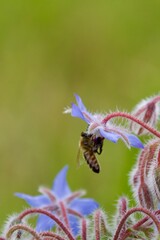 Canvas Print - A wild bee clinging to a delicate blue borage flower, collecting pollen, surrounded by soft green foliage and fuzzy buds, emphasizing its role in pollination.