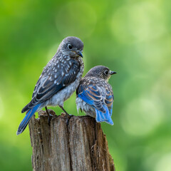 Wall Mural - two juvenile bluebirds perched on a tree stump