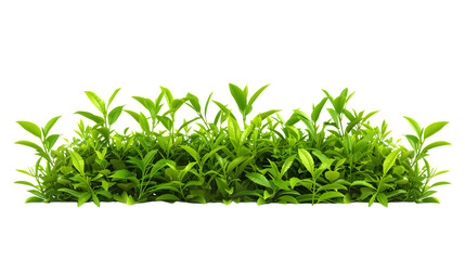 Wall Mural - Picturesque tea plantation with rows of green bushes, isolated on white background 