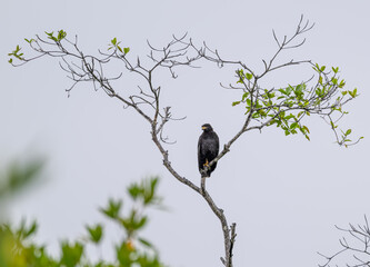 common black hawk perched in a tree.