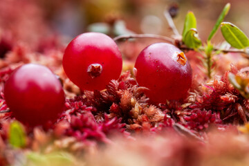 Closeup of ripe and vibrant red Small cranberry growing in an autumnal bog in Estonia, Northern Europe