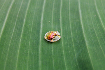 Wall Mural - the golden tortoise beetle is a species of beetle in the leaf beetle family Chrysomelidae.
