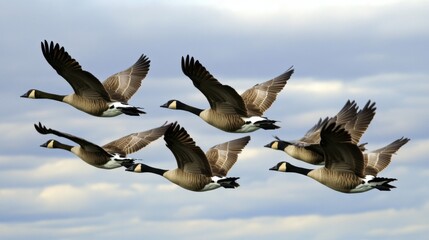 Aufkleber - A group of migrating geese flying in a perfect V formation against a dramatic cloudy sky, capturing the beauty of their journey in the wild.