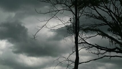 Wall Mural - Dry wooden branches on dark clouds background