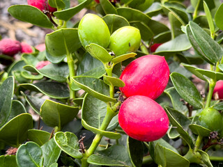 A view of red fruit from the boxwood beauty plant.