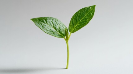 Aufkleber - Green leaf plant growth on the coin on white background business start idea and business building to success.