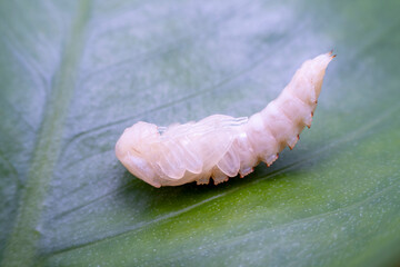 Wall Mural - ground beetle pupa in the wild state