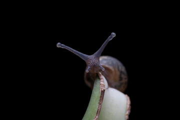 Wall Mural - snail in the wild state