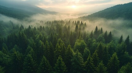  Misty Mountain Forest at Sunrise Aerial View of Evergreen Trees