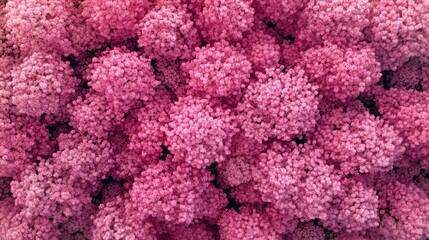 Poster - Aerial view of a dense pink forest, showing many trees in full bloom.