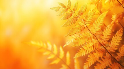Poster - Golden autumn fern leaves in sunlight.