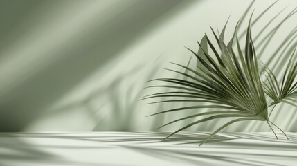 Poster - Soft light illuminates a minimalist scene with palm fronds casting shadows on a pale green wall and surface.