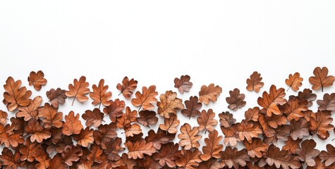 Aufkleber - Autumnal brown oak leaves arranged on white background.