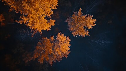 Aufkleber - Low-angle view of three autumn trees with vibrant orange leaves against a dark night sky.