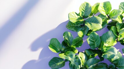 Poster - Lush green foliage casting shadows on a light background.