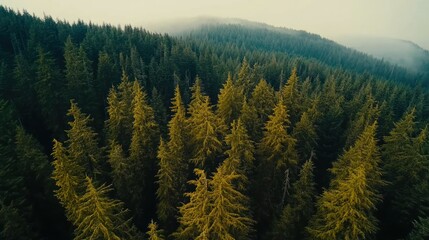 Aufkleber - Aerial view of a lush, green coniferous forest on a foggy day.