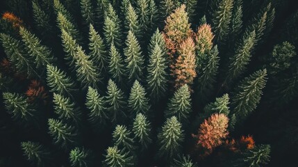 Aufkleber - Aerial view of a coniferous forest with autumnal colors.