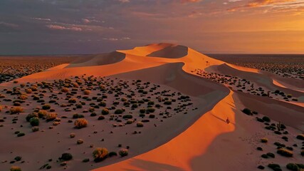 Poster - Golden dunes surrounded by desert plants at sunset in a serene landscape