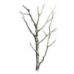 Watercolor illustration of a bare tree branch isolated on a white background.