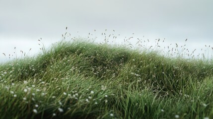 lush green grass hill with wildflowers under a cloudy sky.