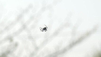 A Spider Hangs From its Silk Thread - Close Up