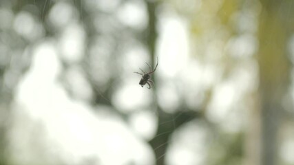 Hanging Spider On A Web Isolated In Bokeh Natural Background.