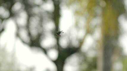 A Spider Spinning its Web - Close Up