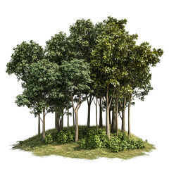 Wall Mural - Group of trees are standing in a circle on transparent background.