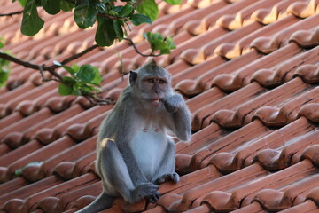 Wall Mural - Monkey eating on the roof of a temple