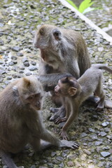 Wall Mural - Three monkeys playing in the forest in Bali