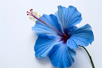 Sticker - Blue hibiscus isolated on white background, Generative ai