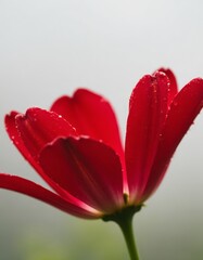 Wall Mural - A red flower with water droplets on it