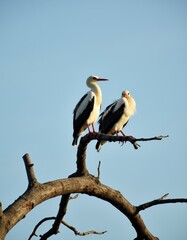 Wall Mural - Two white birds sitting on top of a tree branch