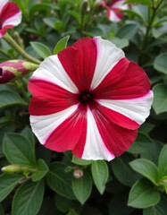 Poster - A red and white flower with green leaves